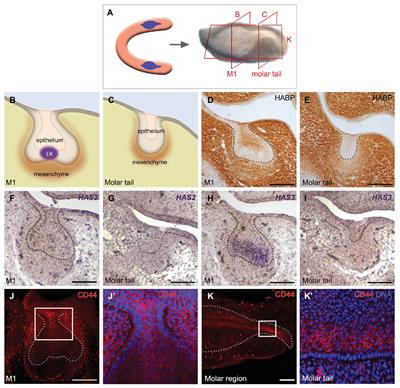 Balance Between Tooth Size and Tooth Number Is Controlled by Hyaluronan